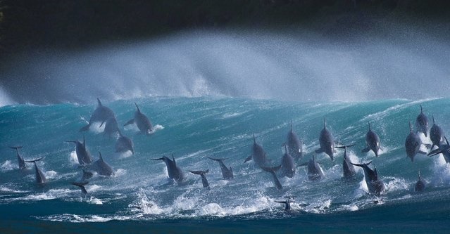 نمایی کم‌نظیر از موج‌سواری دلفین‌های باهوش / عکس