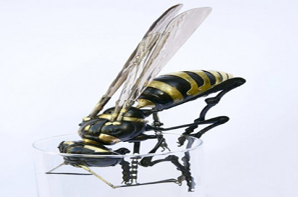 بی خطر ترین حشرات دنیا+تصاویر -میز نفت