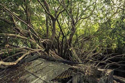 مکانی پوشیده شده با ریشه های درخت+عکس