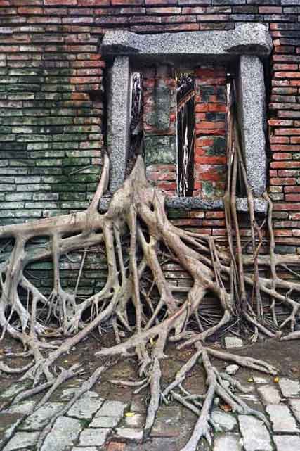 مکانی پوشیده شده با ریشه های درخت+عکس