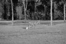 روباه در پارک میدان شوش