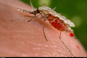 نخستین واکسن مالاریا یک گام به واقعیت نزدیک‌ شد