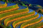 عجیب ترین و زیباترین مزارع برنج دنیا + تصاویر  <img src="/images/picture_icon.gif" width="16" height="13" border="0" align="top">