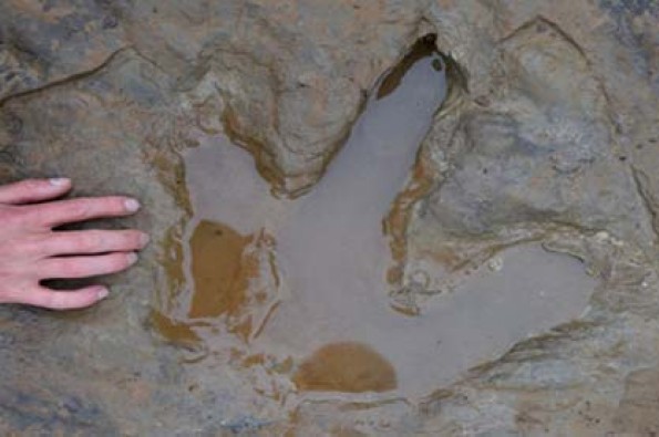 کشف ردپای دایناسور در نزدیکی هانوفر آلمان + تصاویر
